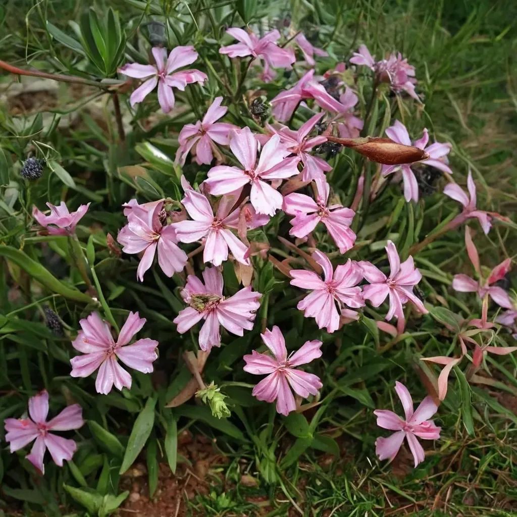 Saponaria officinalis 'Max Frei'