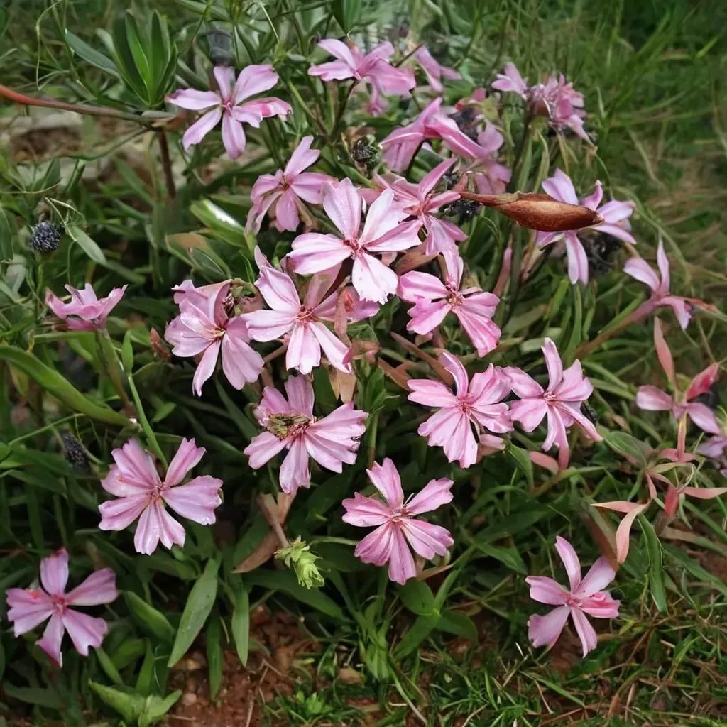 Saponaria officinalis 'Max Frei'