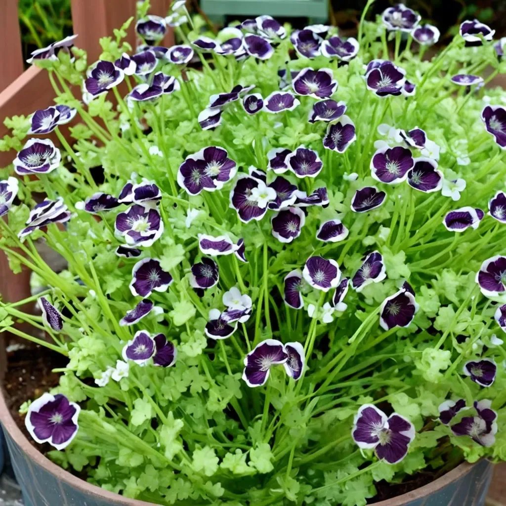 Nemophila menziesii 'Penny Black'