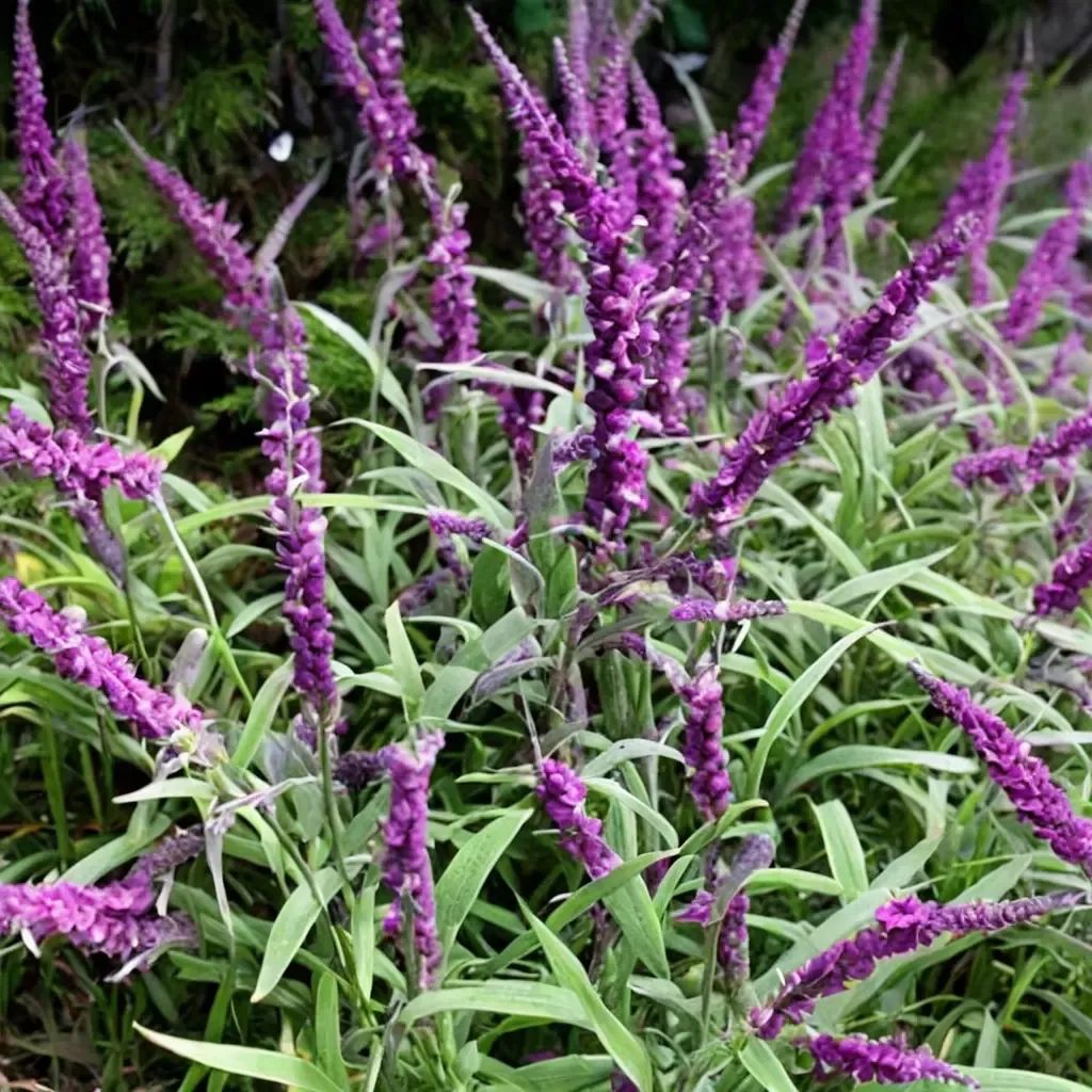 Salvia leucantha 'Midnight'