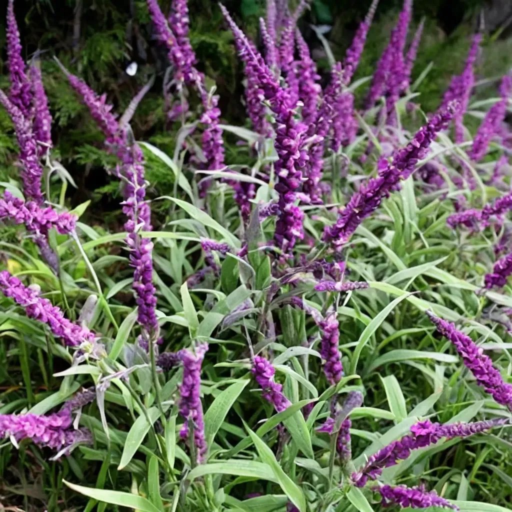 Salvia leucantha 'Midnight'