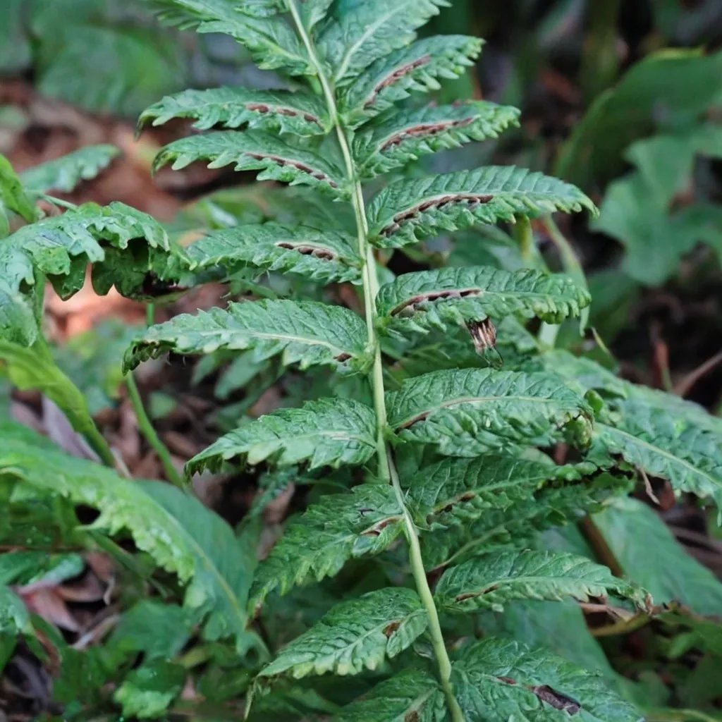 Woodwardia orientalis 'Crispa'