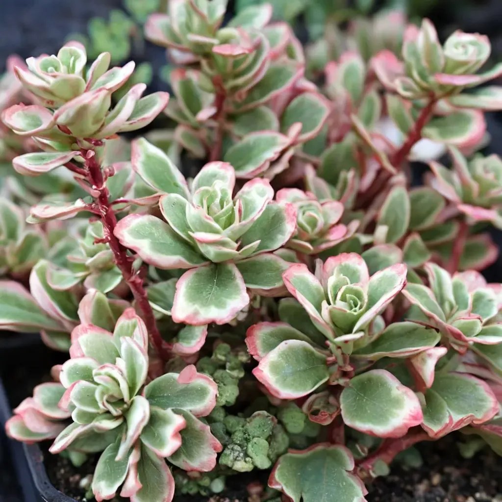 Sedum spurium 'Tricolor'