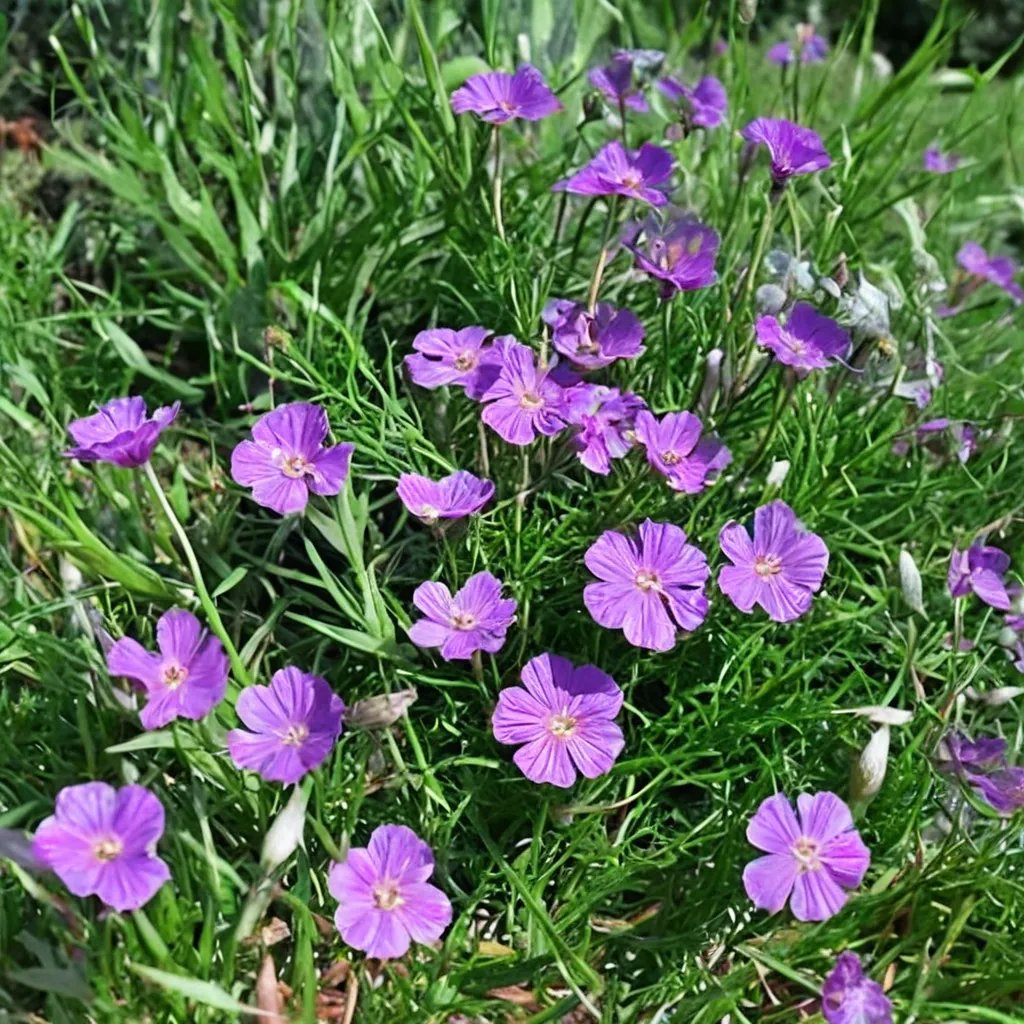 Geranium incanum 'Sugar Plum'