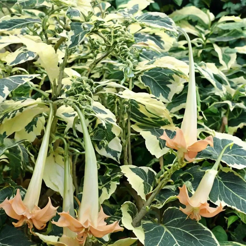 Brugmansia x candida 'Snowbank'