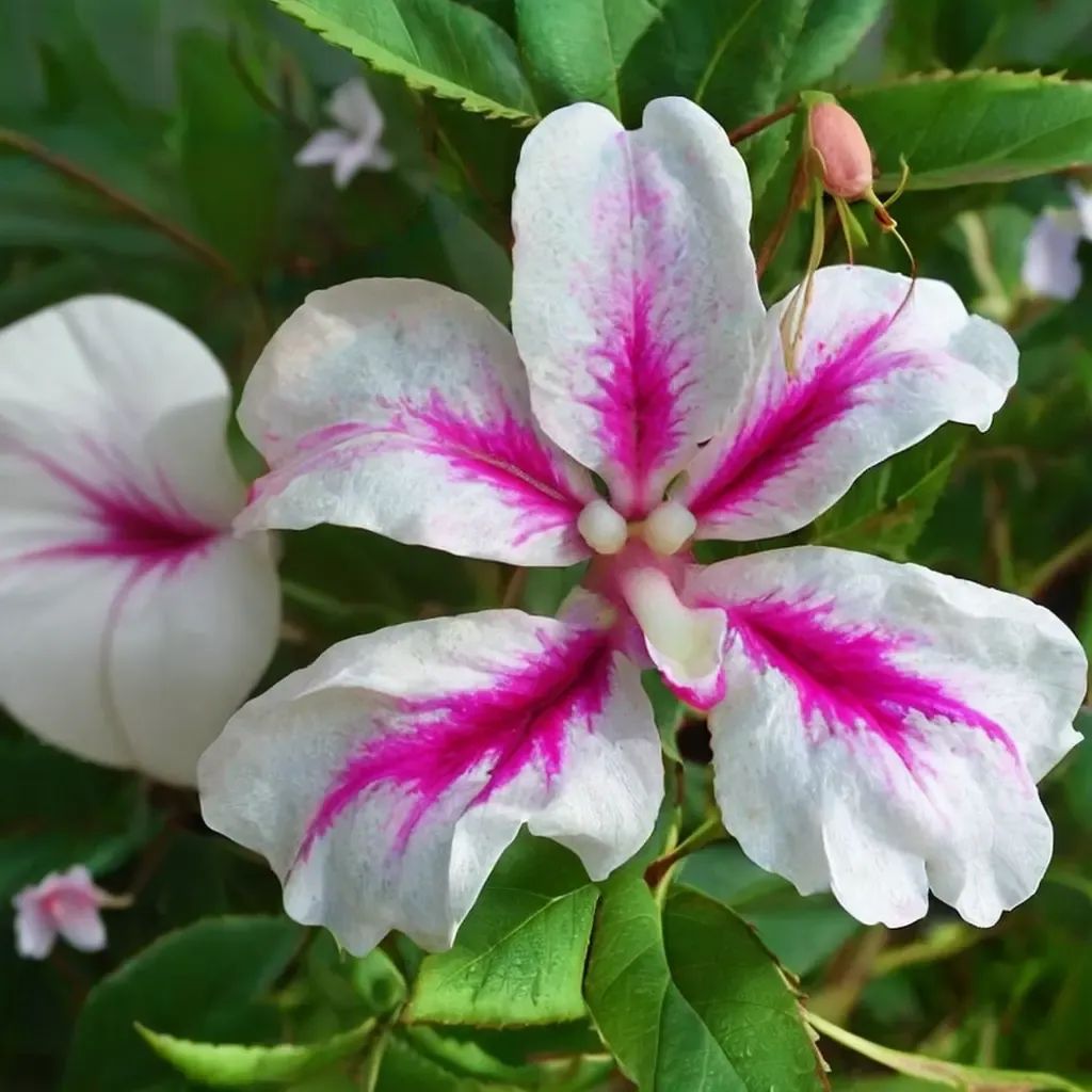 Impatiens sodenii 'La Vida Rosa'