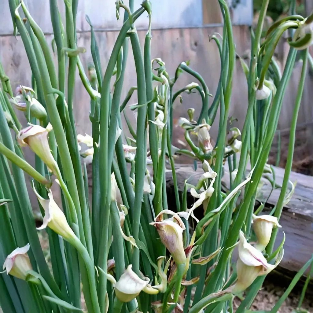Allium cepa 'Egyptian Walking Onion'