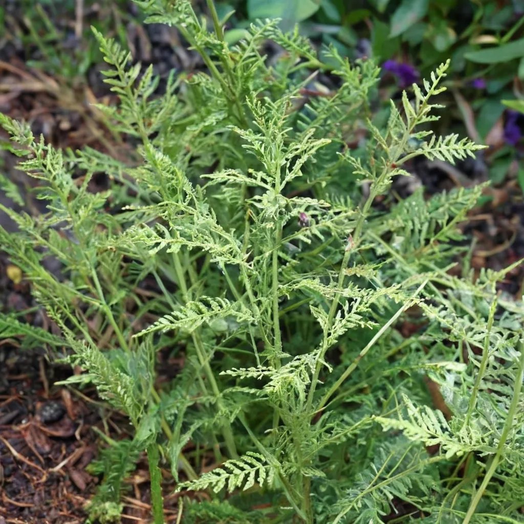 Dryopteris filix-mas 'Linearis Congesta'