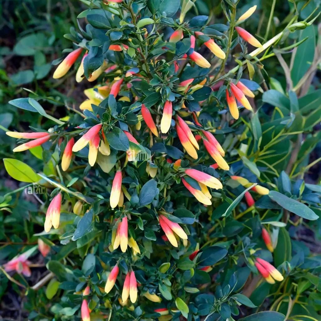 Justicia rizzinii 'Brazilian Fuchsia'