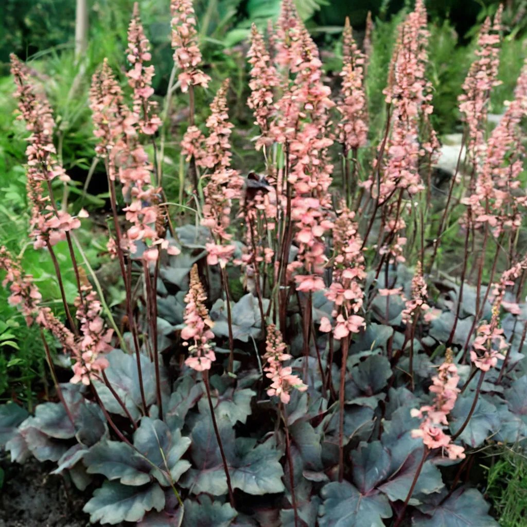 Heuchera x hybrida 'Vesuvius'