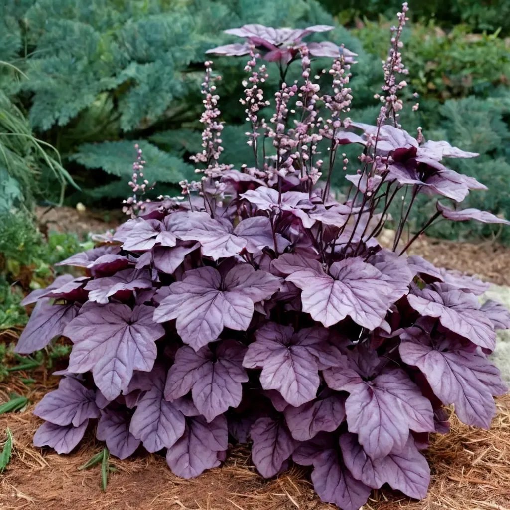 Heuchera sanguinea 'Pink Panther'