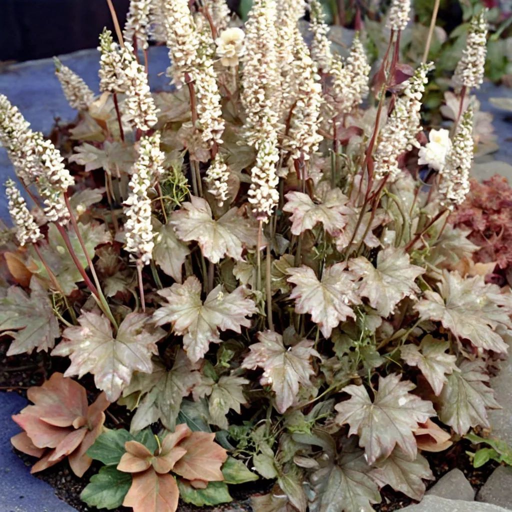 Heucherella x hybrida 'Birthday Cake'