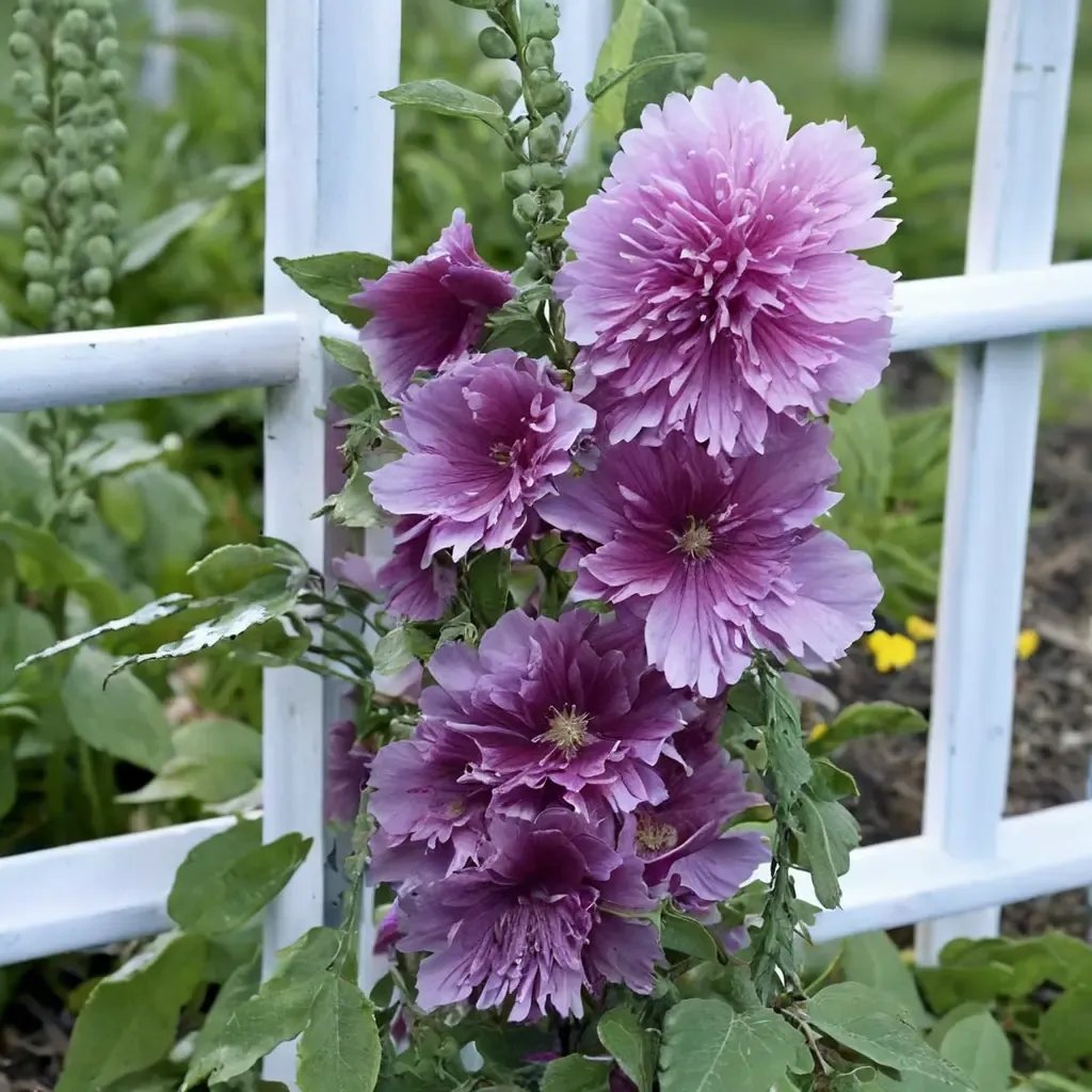 Alcea rosea 'Lilac'