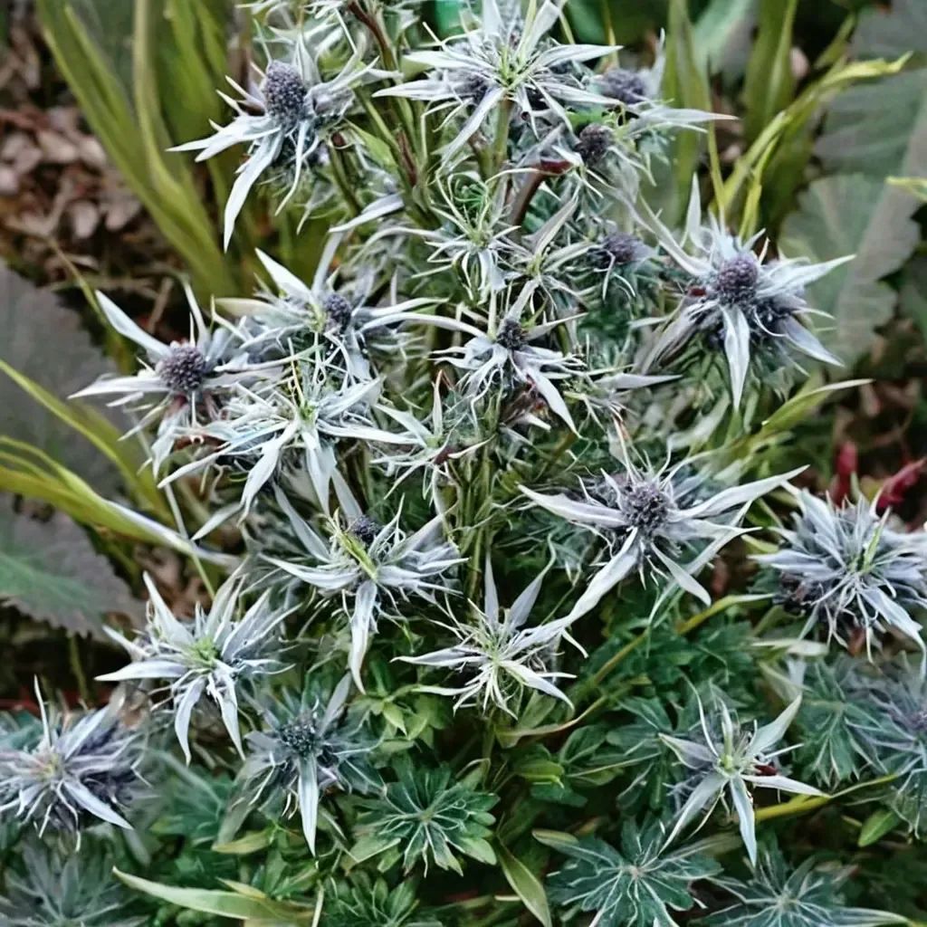 Eryngium variifolium