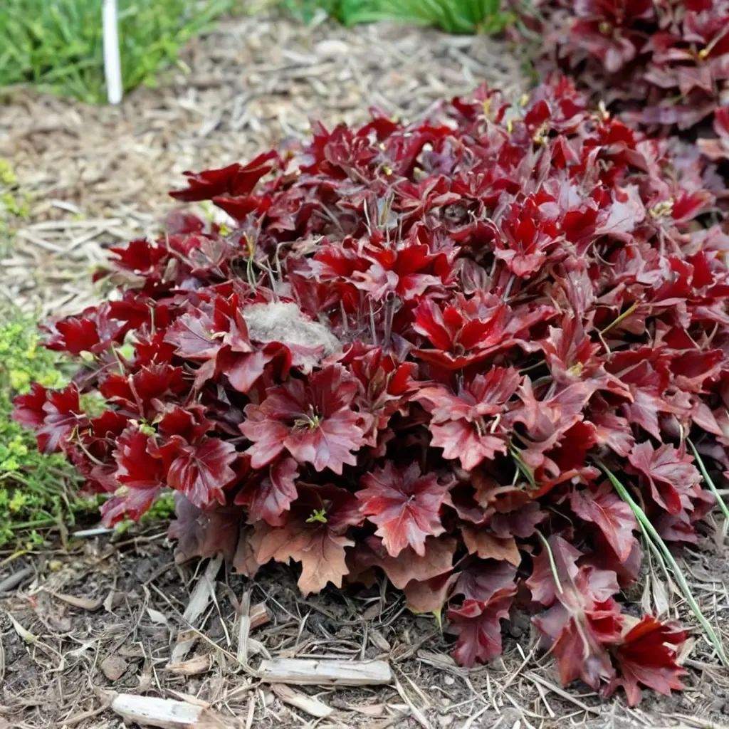 Heuchera x brizoides 'Cherry Truffles'