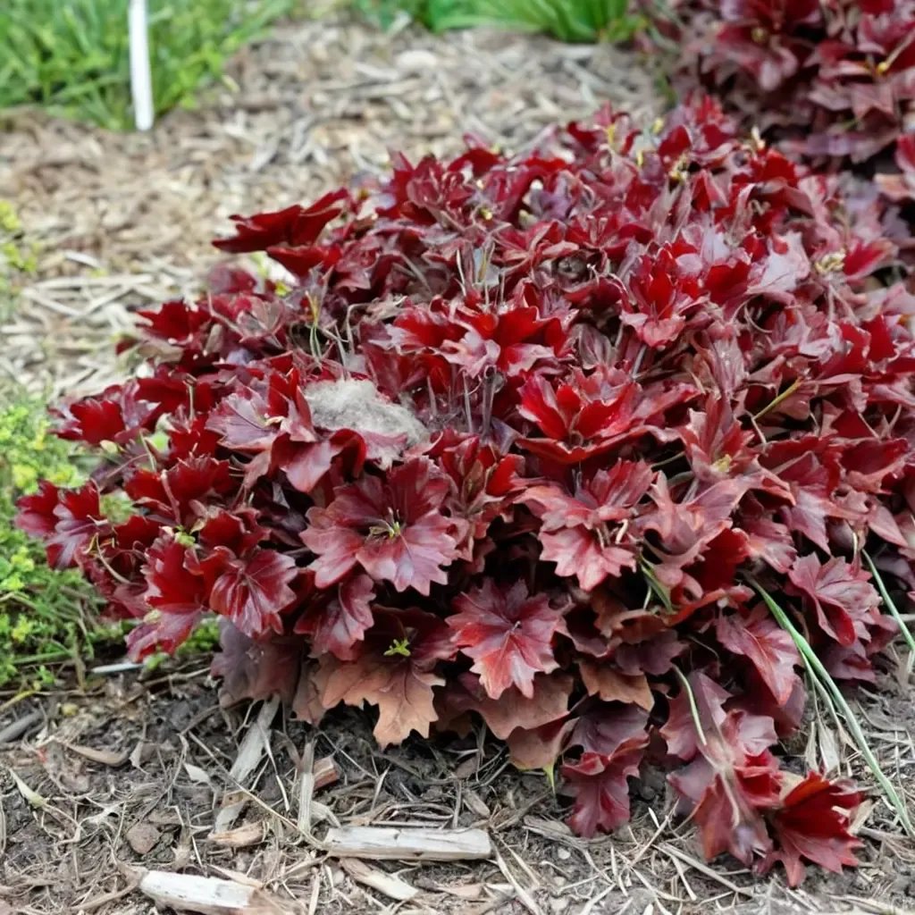 Heuchera x brizoides 'Cherry Truffles'