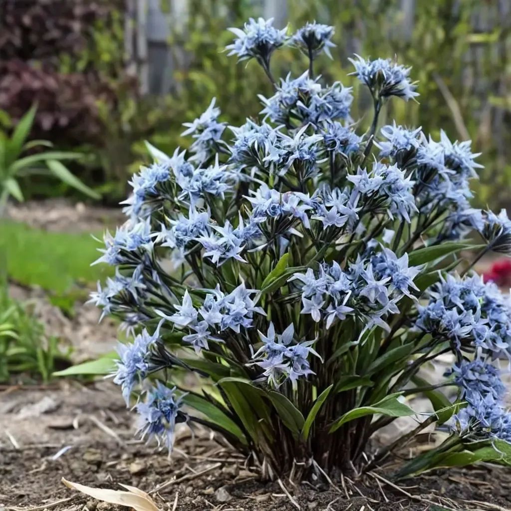 Amsonia tabernaemontana 'Storm Cloud'