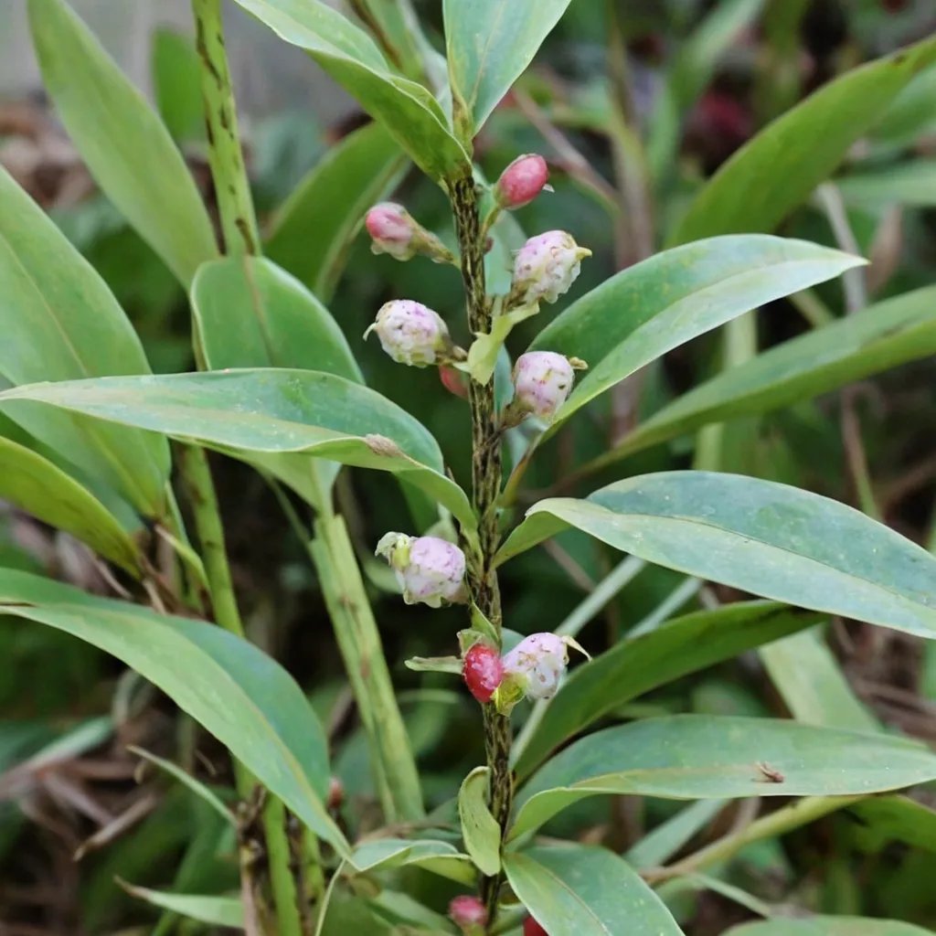 Polygonatum punctatum 'BSWJ2395'