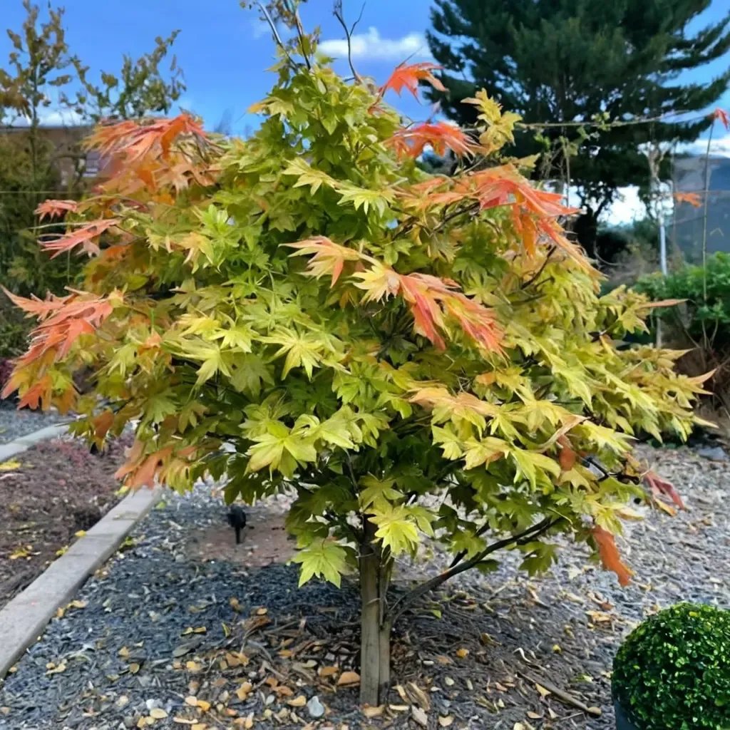Acer palmatum 'Elegans'