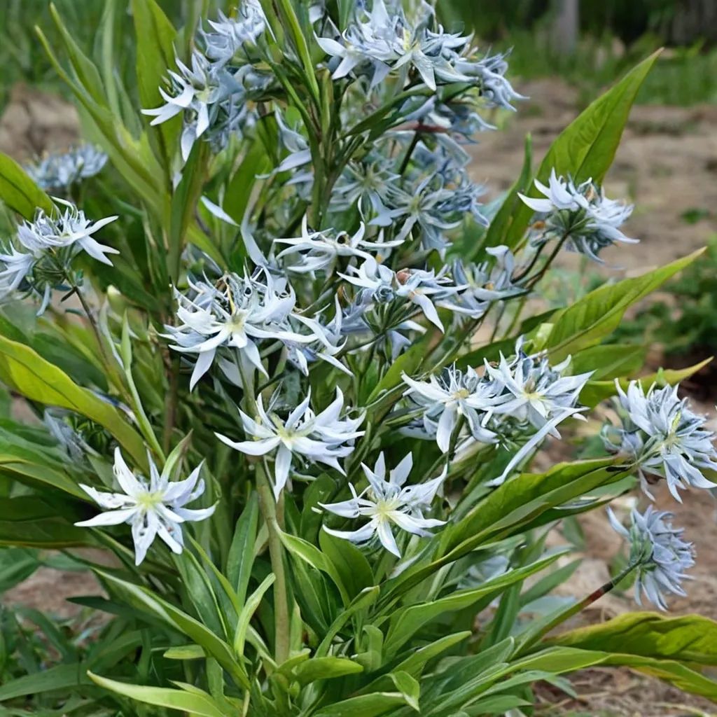 Amsonia illustris