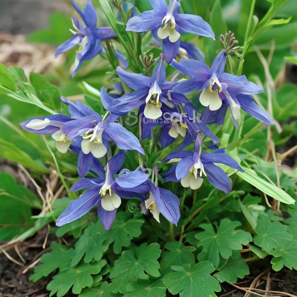 Columbine