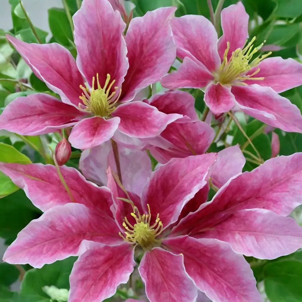 Clematis viticella 'Vicki'