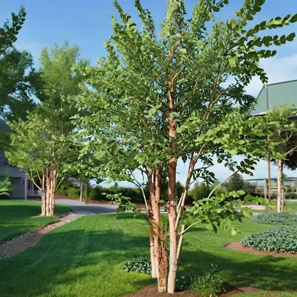 River Birch