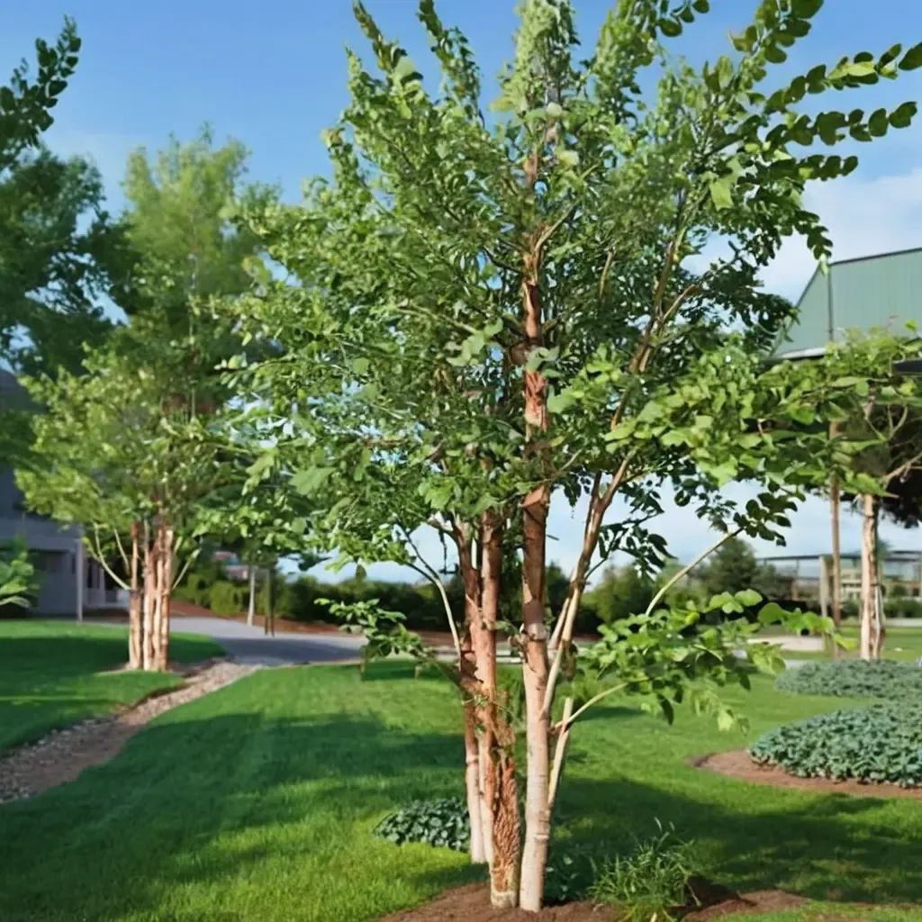 Betula nigra