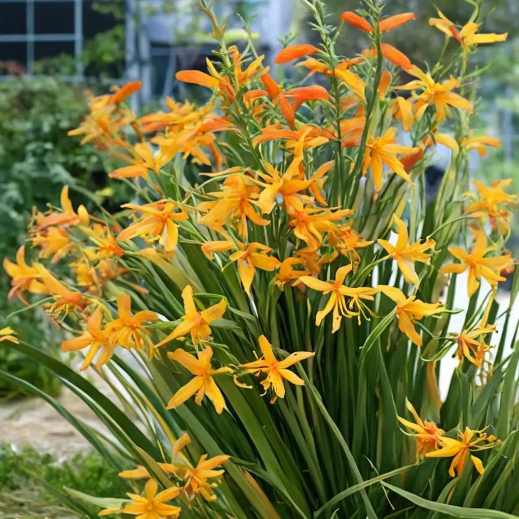 Crocosmia x crocosmiiflora 'George Davidson'