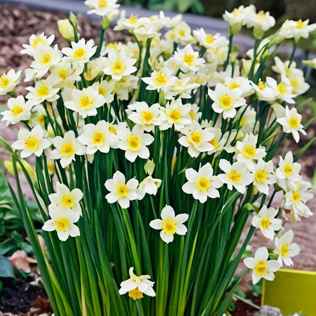 Narcissus tazetta 'Minnow'