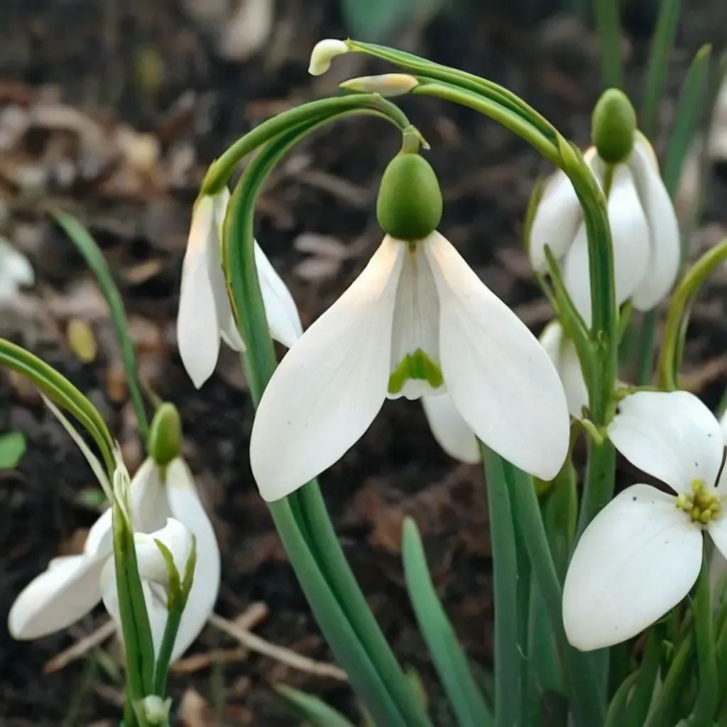 Galanthus nivalis 'Straffan'