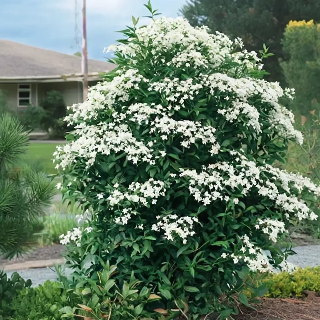 Clematis paniculata 'Sweet Autumn'