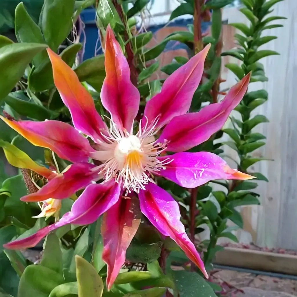 Epiphyllum oxypetalum 'Ric Rac'