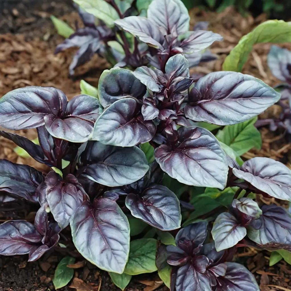 Ocimum basilicum 'Amethyst Improved'