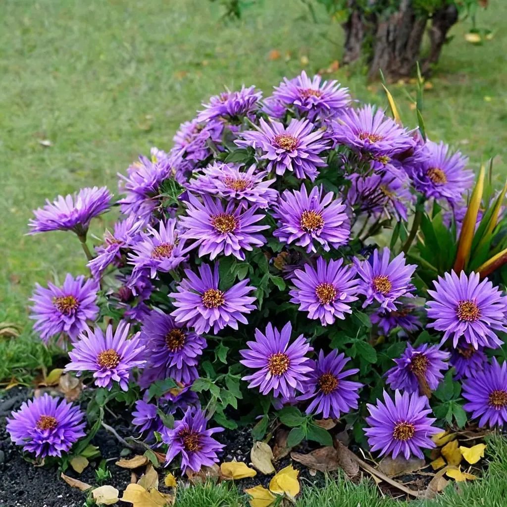 Aster novae-angliae 'Purple Dome'