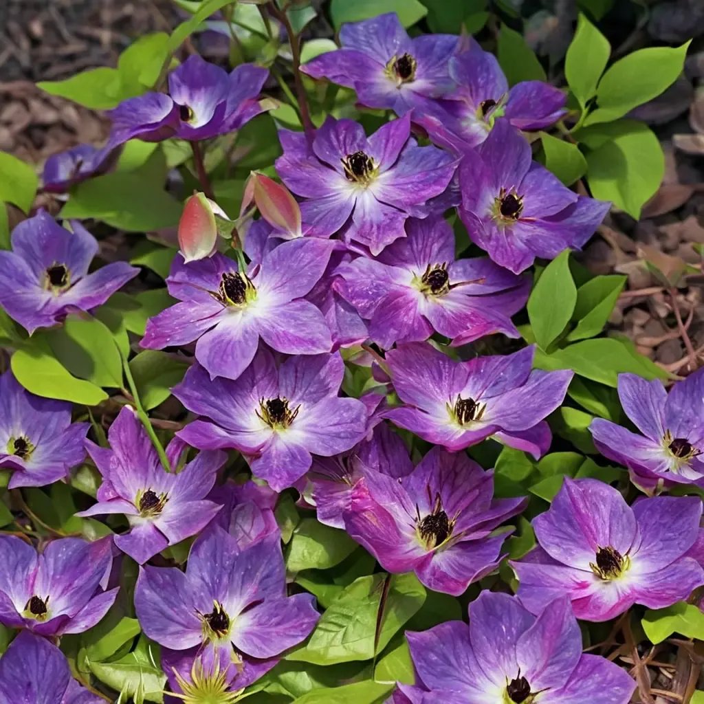 Clematis x jackmanii 'Cloudburst'