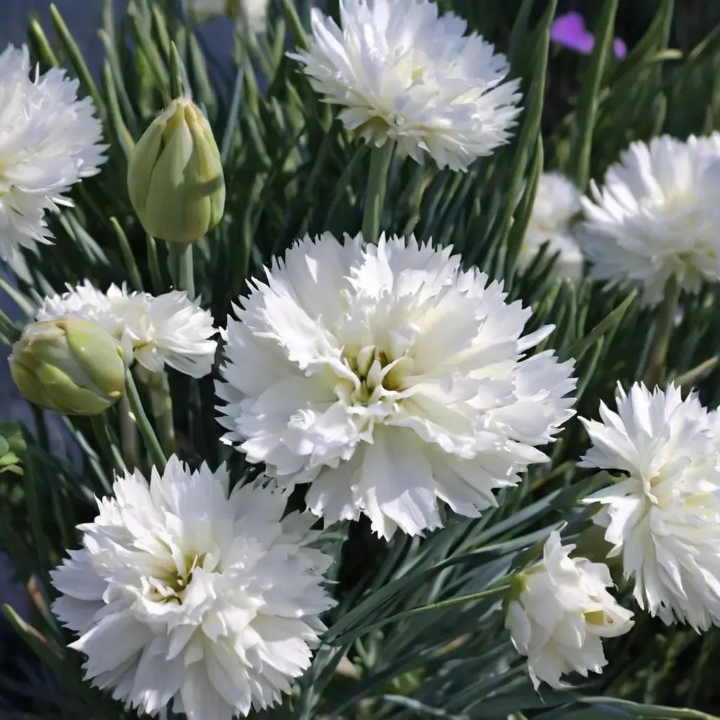 Dianthus caryophyllus 'Memories'