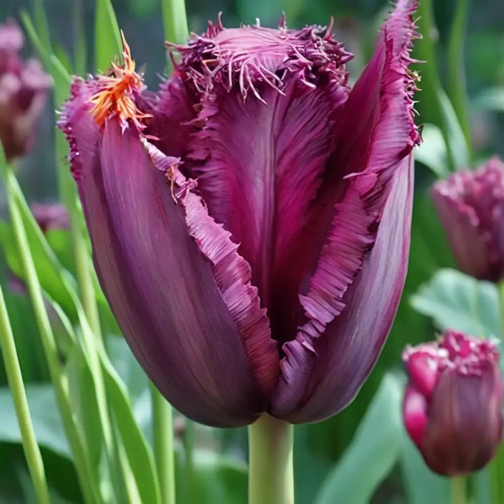 Tulipa turkestanica 'Curly Sue'
