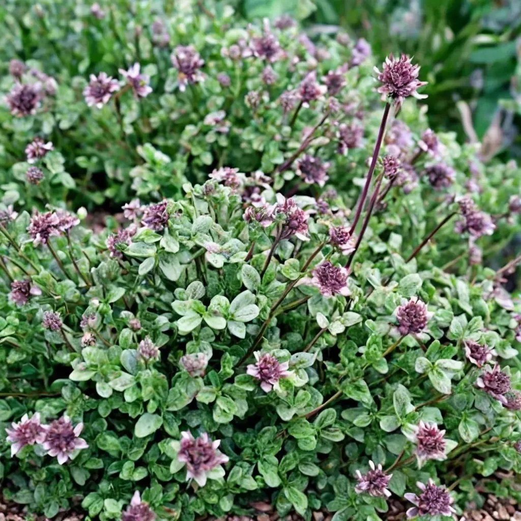 Thymus vulgaris 'Doone Valley'