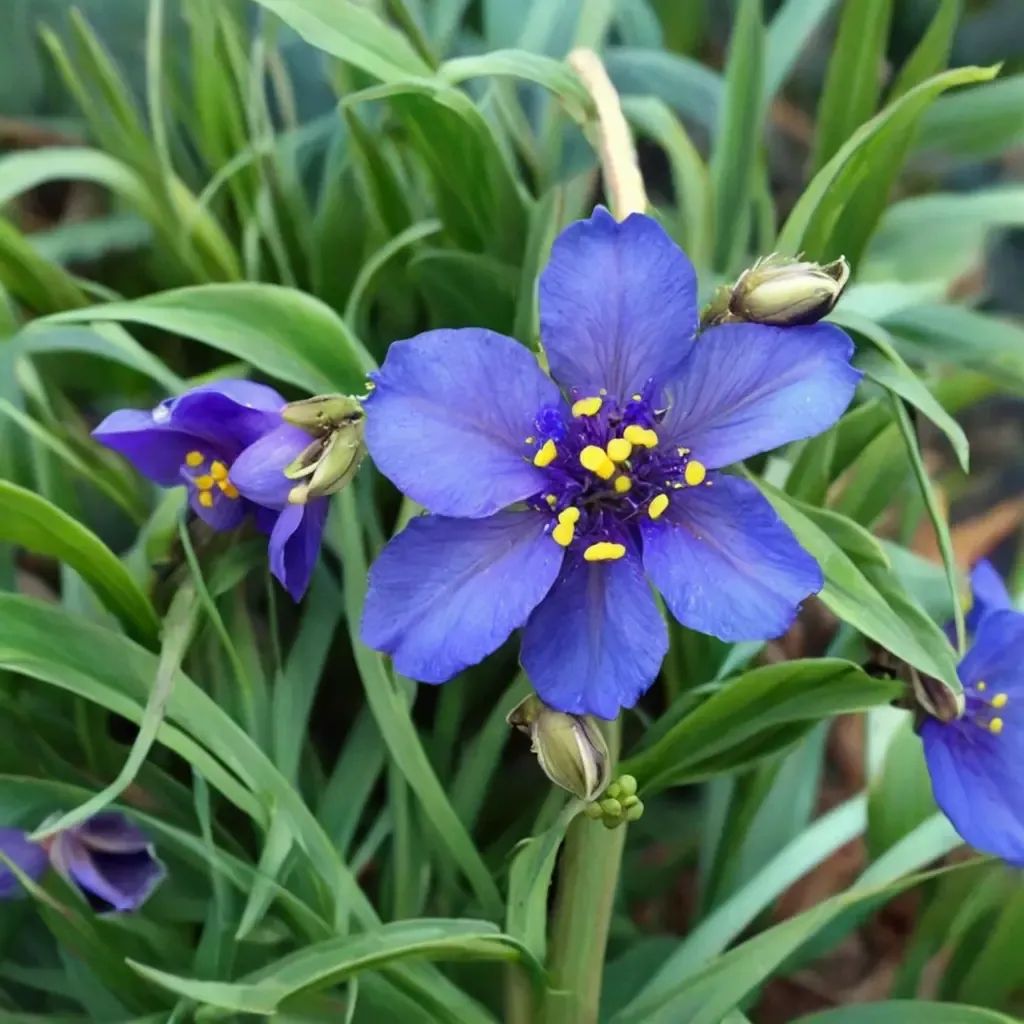 Tradescantia virginiana