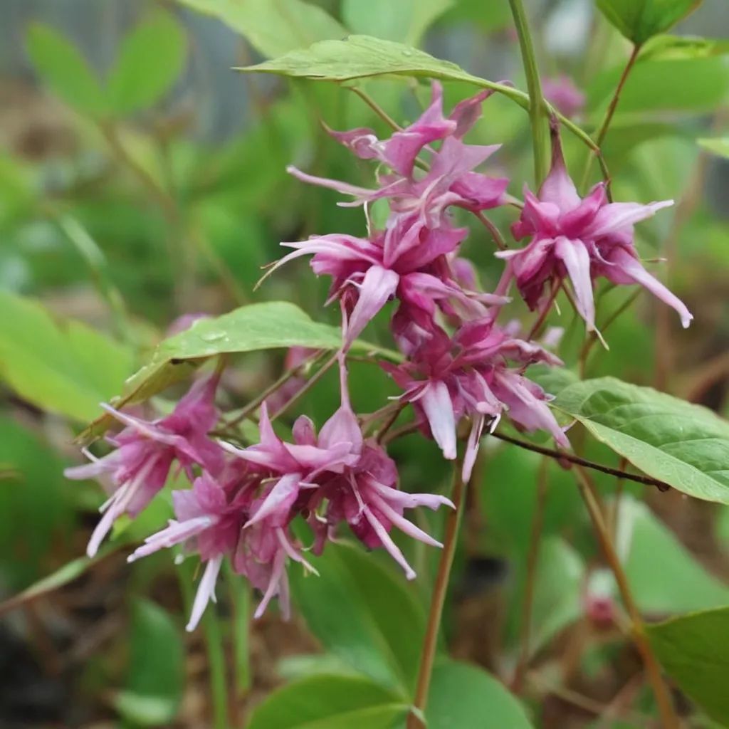 Epimedium grandiflorum 'Red Queen'