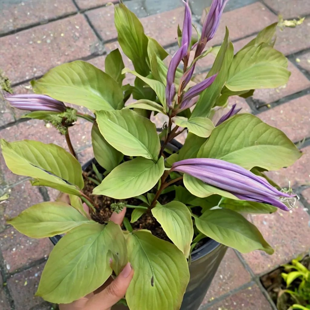 Hosta x hybrida 'Mystic Girl'
