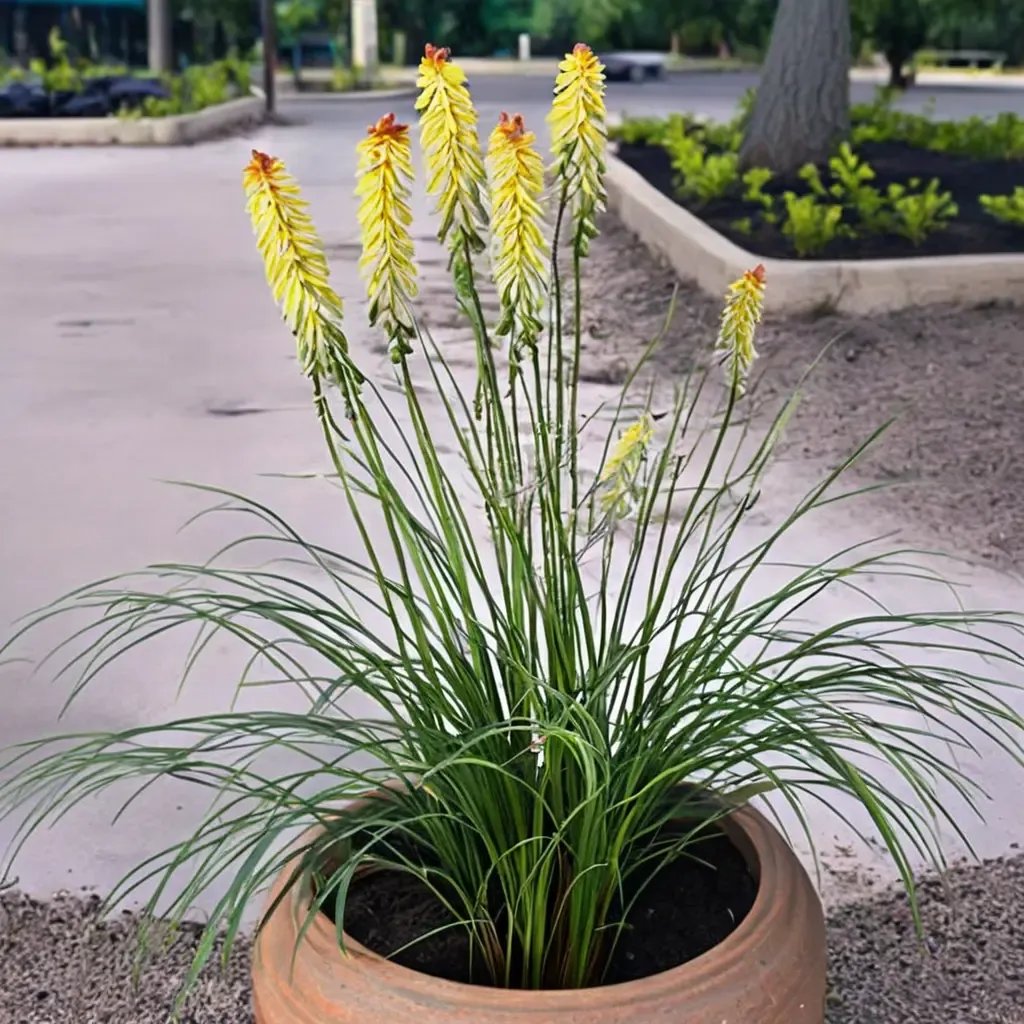 Kniphofia uvaria 'Glowstick'