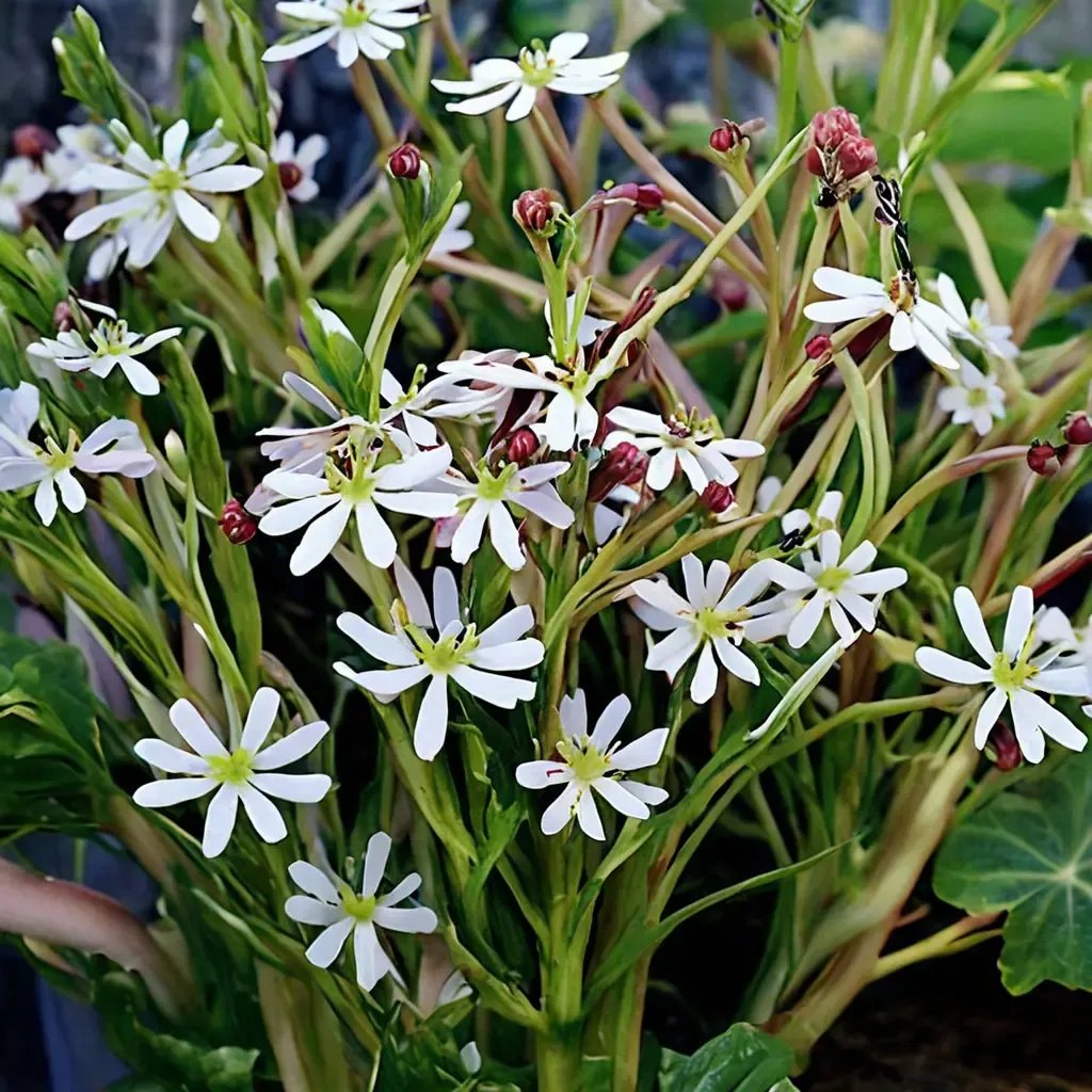 Zaluzianskya capensis
