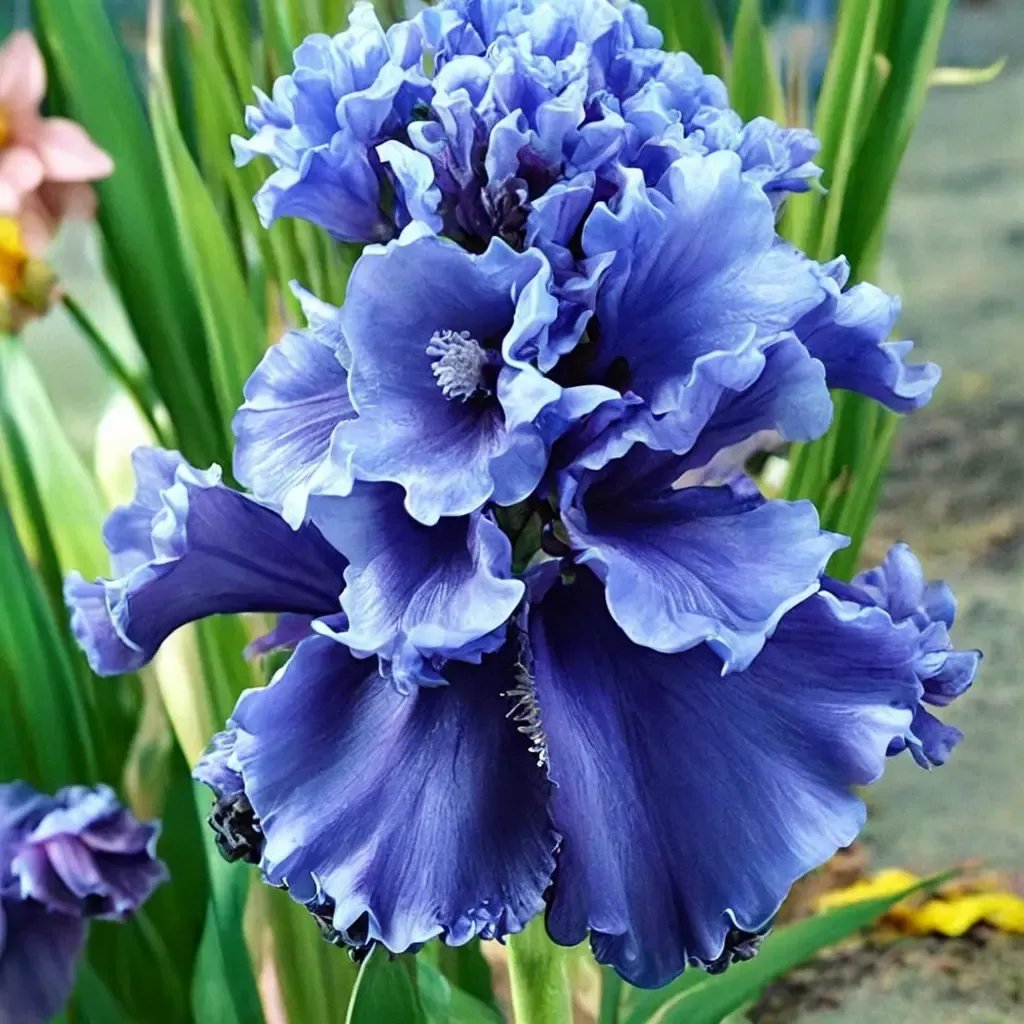 Iris x germanica 'Sea Power'