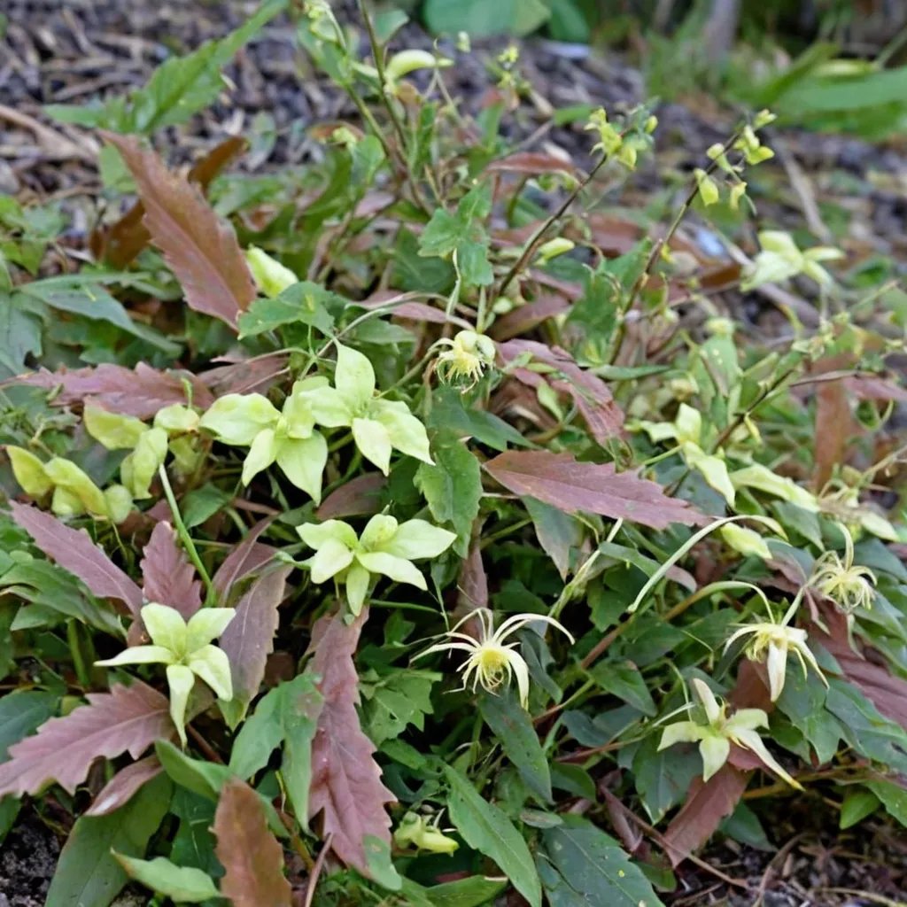 Epimedium x hybrida 'Spine Tingler'