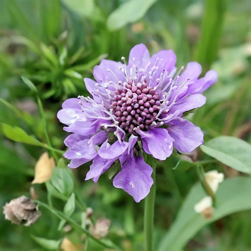 Scabiosa lucida