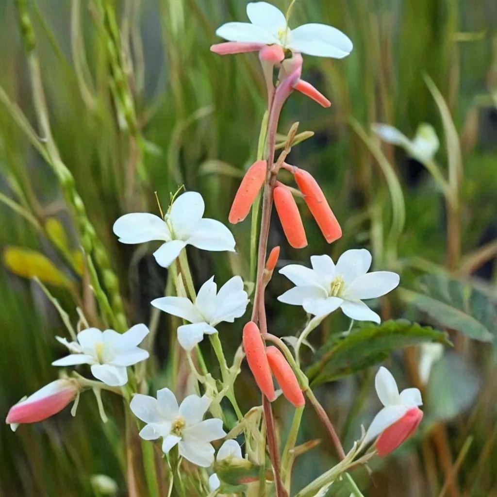 Polianthes geminiflora 'Colima Form'
