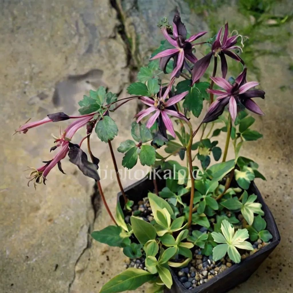Aquilegia rockii