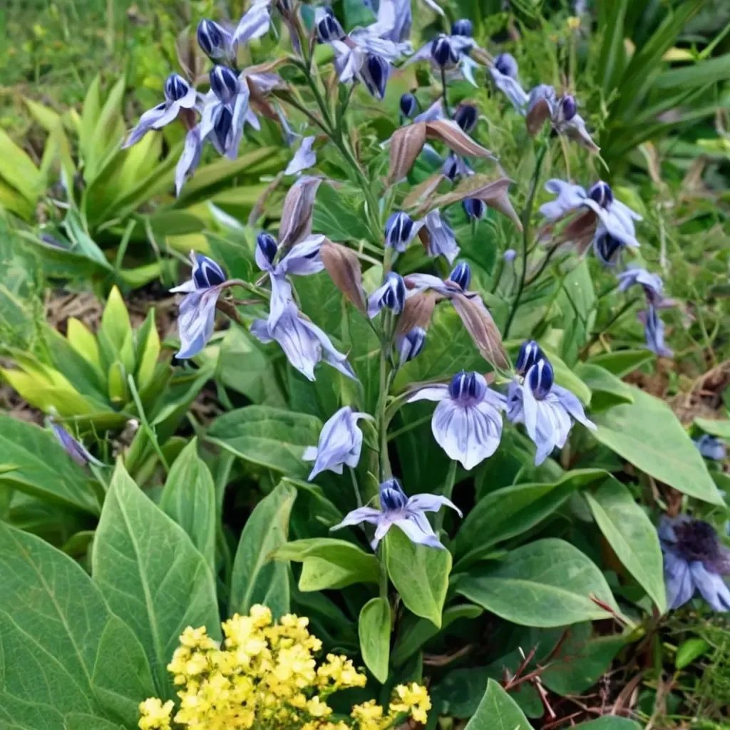 Clematis integrifolia 'Lake Baikal'